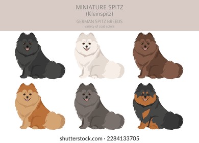 German spitz, Miniature spitz clipart. Different poses, coat colors set.  Vector illustration