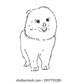 German Spitz. Pomeranian Dog. hand drawn. Vector illustration