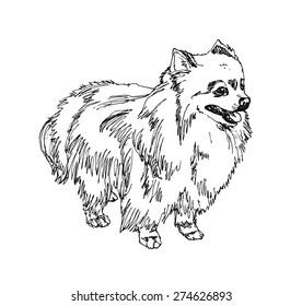 German Spitz. Pomeranian Dog. hand drawn. Vector illustration