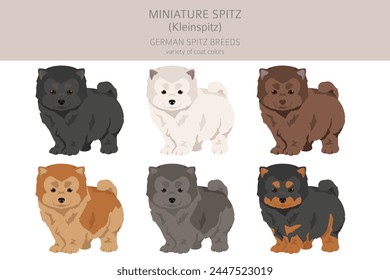 German spitz puppy , Miniature spitz clipart. Different poses, coat colors set.  Vector illustration