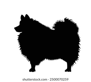 German Spitz silhouette dog breed vector illustration isolated. Small pet. Spitz shape shadow.