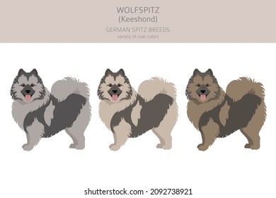 Deutscher Spitzhammer, Wolfspitz Clipart. Unterschiedliche Posen, Farben für die Fellfarbe.  Vektorgrafik