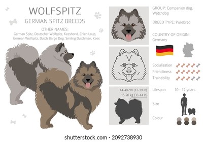 Deutscher Spitzhammer, Wolfspitz Clipart. Unterschiedliche Posen, Farben für die Fellfarbe.  Vektorgrafik