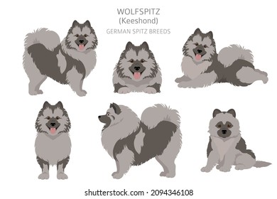 German spitz, Wolfspitz clipart. Different poses, coat colors set.  Vector illustration