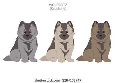 German spitz, Wolfspitz clipart. Different poses, coat colors set.  Vector illustration