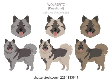 German spitz, Wolfspitz clipart. Different poses, coat colors set.  Vector illustration