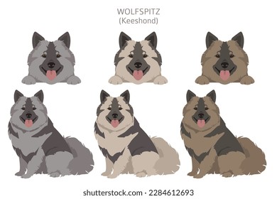 German spitz, Wolfspitz clipart. Different poses, coat colors set.  Vector illustration