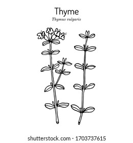 German thyme (thymus vulgaris ), medicinal plant. Hand drawn botanical vector illustration