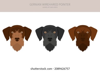 German wirehaired pointer clipart. Different poses, coat colors set.  Vector illustration