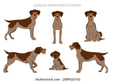 German wirehaired pointer clipart. Different poses, coat colors set.  Vector illustration