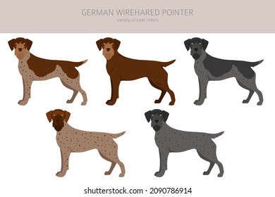 German wirehaired pointer clipart. Different poses, coat colors set.  Vector illustration