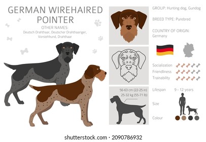 German wirehaired pointer clipart. Different poses, coat colors set.  Vector illustration