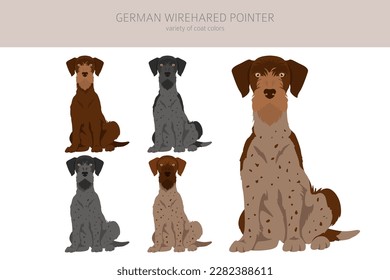 German wirehaired pointer clipart. Different poses, coat colors set.  Vector illustration