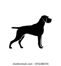 German wirehaired pointer - dog breed - isolated vector illustration