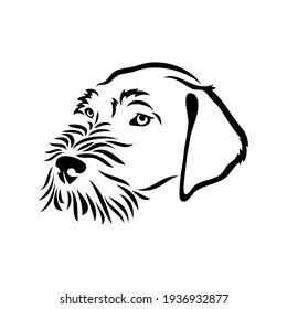 German wirehaired pointer - dog breed - isolated vector illustration