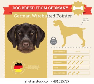 German Wirehaired Pointer dog breed vector info graphics. This dog breed from German