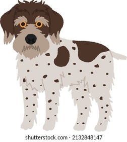 The German Wirehaired Pointer (GWP) is affectionate, lively, very determined, active and intelligent. Eager to learn and loyal to its family, it needs a handler who is consistent in approach.