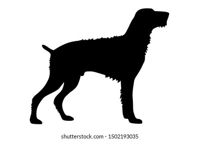 german wirehaired pointer vector silhouette