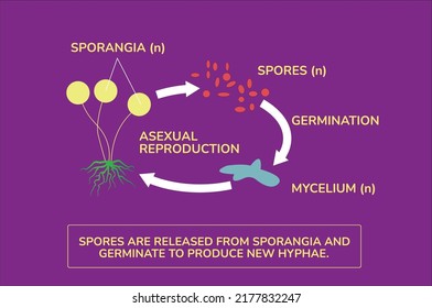 Germinate To Produce New Hyphae Vector Illustration