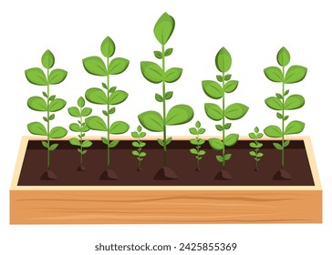 Germinated plant seedlings in a wooden box for garden and vegetable garden. Spring and summer season. Vector. Cartoon. Simple. Flat.