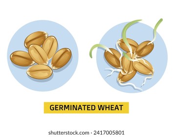 Germinated wheat. Sprouted young wheat. Before, after. Vector illustration. 