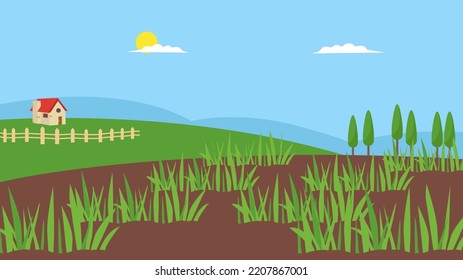 La hierba germinante en el campo y la casa
