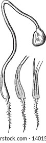 Germinating onion more advanced. The base of cotyledon is opening for the protrusion of the plumule consisting of a thread-shaped leaf, vintage line drawing or engraving illustration.