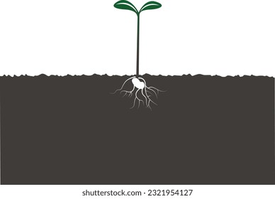 Germination of bean seed in soil. growth of seeding in agriculture. Seed growing into tree illustration