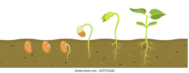 Germination Bean Seed Soil Stages Growth Stock Vector (Royalty Free ...