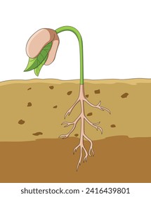 Germination of flower in a plant seed