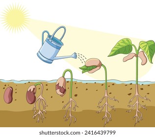 Germination of plant seed with the help of sunlight and water