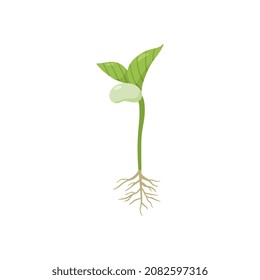 Germination process with kidney bean, roots and first leaves, flat vector illustration isolated on white background. Adzuki bean sprout growth. Plants gardening and cultivation.