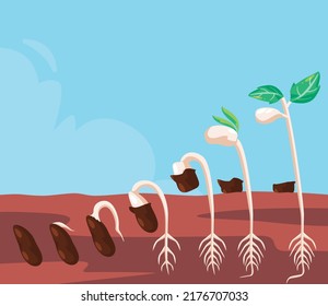 5,104 Soybean germination Images, Stock Photos & Vectors | Shutterstock