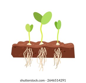 Germination seed, infographic hand drawn vector illustration of growing sprouts from grain, seed, stone to sprout, roots and maturation are visible in soil, beginning flower growth, eco biology theme