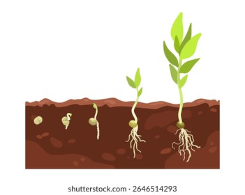 Germination seed, infographic hand drawn vector illustration of growing sprouts from grain, seed, stone to sprout and plant, roots and maturation are visible in soil, beginning flower growth stages