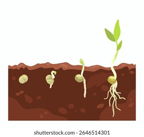 Germination seed, infographic hand drawn vector illustration of growing sprouts from grain, seed, stone to sprouts, roots and maturation are visible in soil, beginning flower growth stages