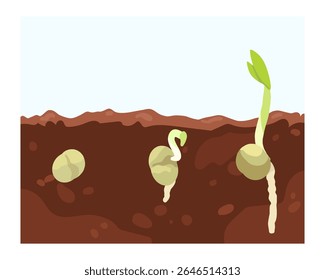 Germination seed, infographic hand drawn vector illustration of growing sprouts from grain, seed, stone to sprouts, roots and maturation are visible in soil, beginning flower growth stages