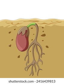 Germination of seed under the ground