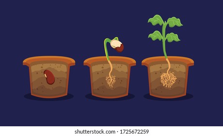 GERMINATION OF A SEED VECTOR ART