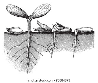 Germination seed / vintage illustration from Meyers Konversations-Lexikon 1897