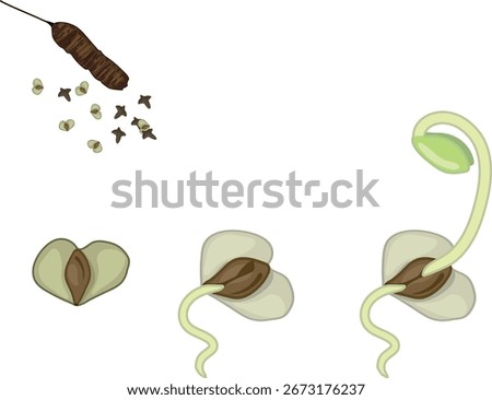 Germination and seedling emergence of birch tree (Betula pendula) isolated on white background	