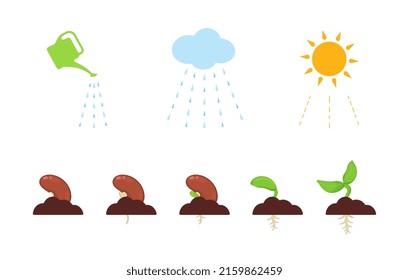 Germination of seeds. The process of sprout growth. Infographics about growing seedlings with weather icons. Phases of development, the appearance of roots and first leaves. Bean germination.