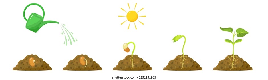 Germination of sprout from seed. Living conditions of bean seedling. Watering and sun for plant development.