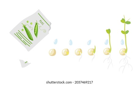 Germination Stages. Green pea seeds fall from pack and germinate. Growing plant. Sprout growth process. Agricultural plant green pea isolated on white background. Vegetable organic eco farm products.