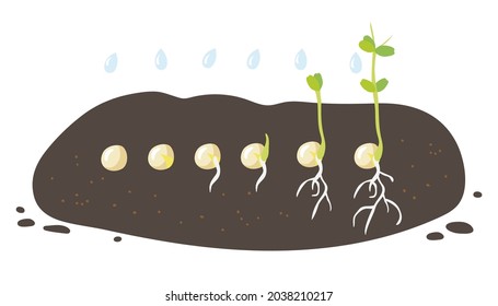 Germination Stages. Green pea seeds germinate in ground. Growing plant. Development of vegetables cycle in nature, roots appearance and first leaves. Vegetable organic eco farm products.