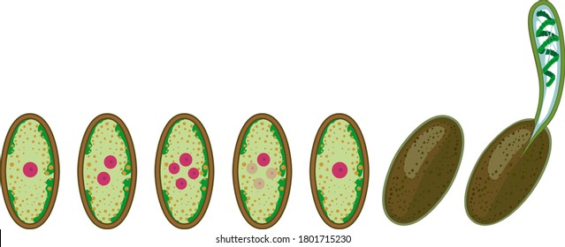 Germination Stages Of Zygospore Of Spirogyra Isolated On White Background