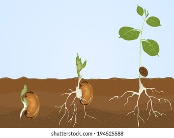 Germination,This process is called germination seed leaves nature background
