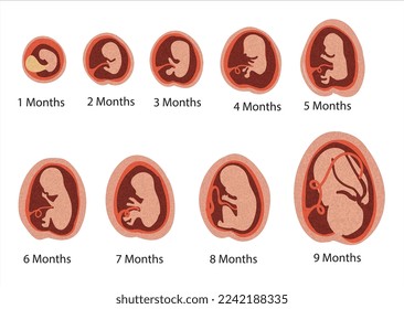 Gestational fetal development. Embryonic lunar stage growth month to month The lunar cycle from 1 to 9 months until birth. Medical infographic elements isolated on white background. 