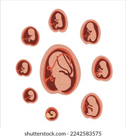 Gestational fetal development. Embryonic lunar stage growth month to month The lunar cycle from 1 to 9 months until birth. Medical infographic elements isolated on white background. 
