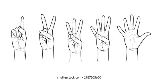 Gestures for counting from one to five. Set of hand gestures showing numbers. Sketch vector illustration isolated in white background